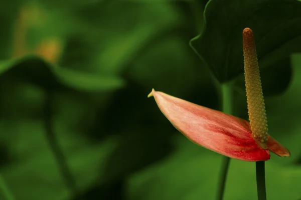 小さな赤いアンスリウムの花 — ストック写真