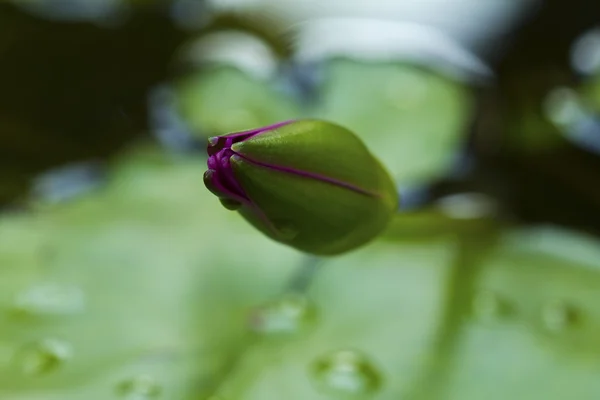 Primer plano de flor de loto floreciente — Foto de Stock