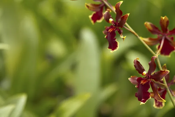 Rote schöne Orchidee — Stockfoto