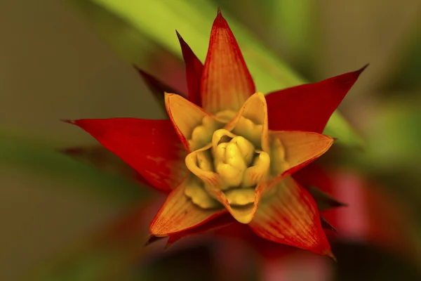 Rouge belle orchidée — Photo