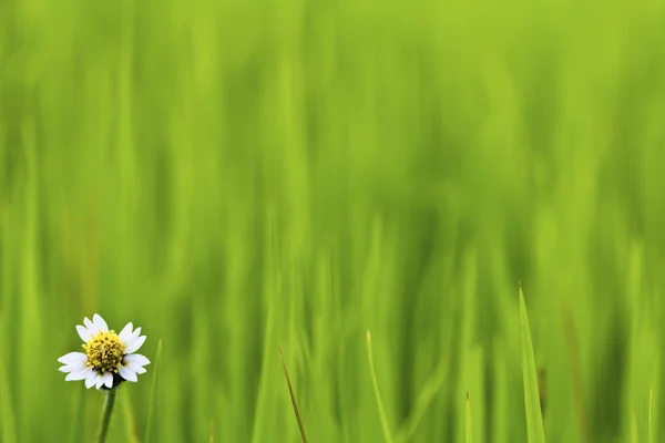 Weiße Blume auf grünem Reis — Stockfoto