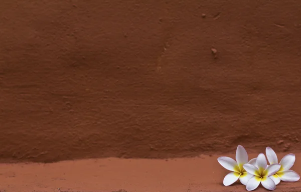 Weiße Pflaumenblüte — Stockfoto