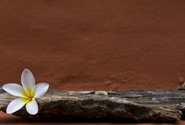 Vit plumeria blomma — Stockfoto