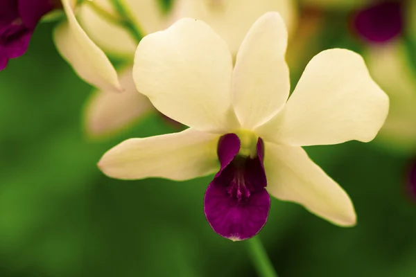 Orquídea bonita branca — Fotografia de Stock
