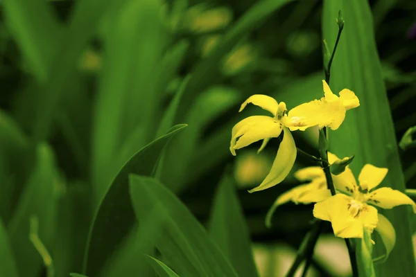 Hermosa flor amarilla (orquídea) aislada sobre fondo blanco —  Fotos de Stock