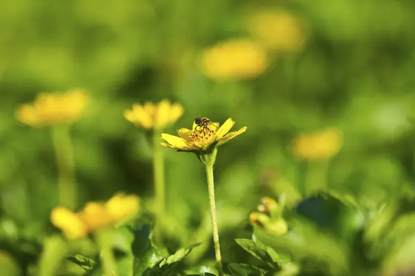 Uma bela flor amarela — Fotografia de Stock