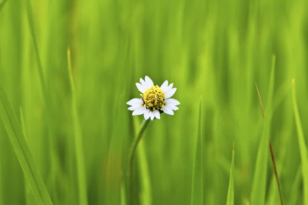 White flower on Green paddy rice — Stock Photo, Image