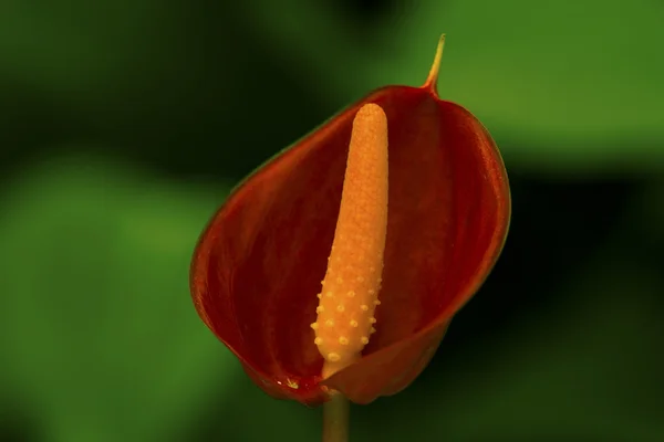Мала квітка червоний Антуріум — стокове фото