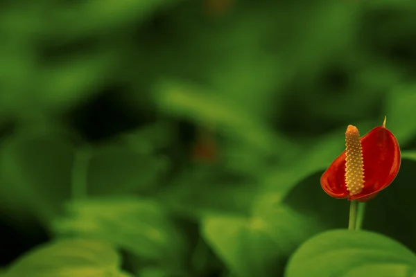 Kleine rote Anthurium-Blume — Stockfoto