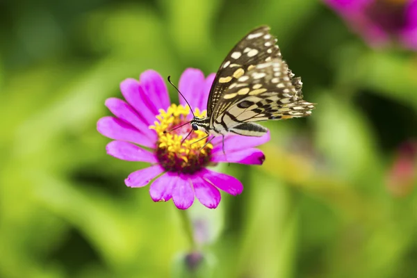 Borboleta em uma flor — Fotografia de Stock