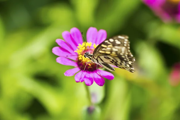 Borboleta em uma flor — Fotografia de Stock