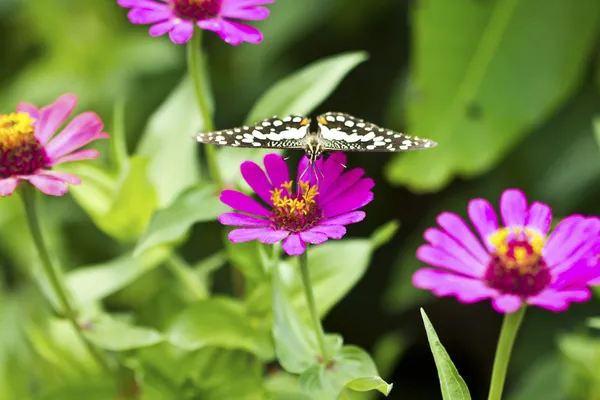 Pillangó egy virágon — Stock Fotó