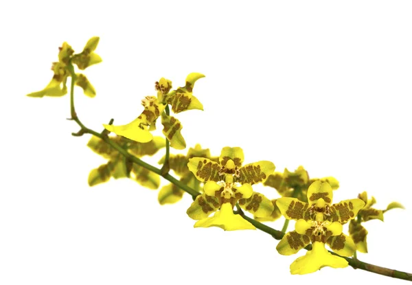 白い背景に分離された美しい黄色い花 (蘭) — ストック写真