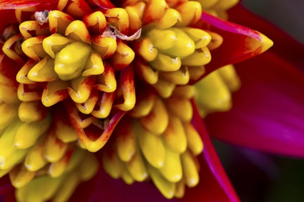 Orquídea hermosa roja y amarilla —  Fotos de Stock