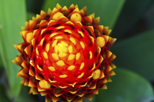 Hermosa flor naranja (orquídea) aislada sobre fondo blanco — Foto de Stock