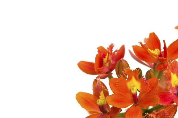 Hermosa flor naranja (orquídea) aislada sobre fondo blanco — Foto de Stock