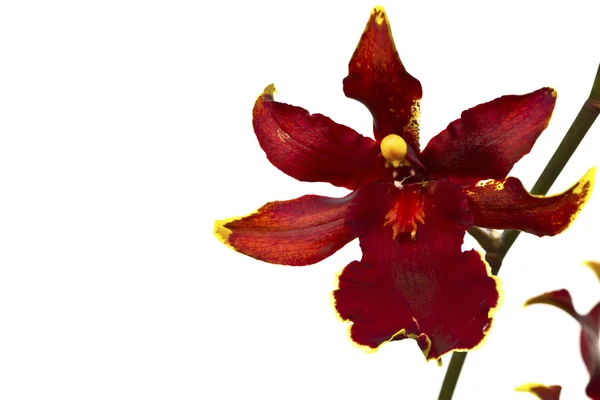 Hermosa flor roja (orquídea) aislada sobre fondo blanco — Foto de Stock