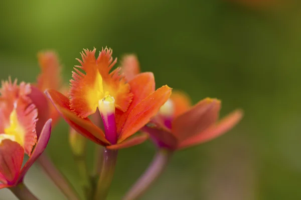 Gyönyörű narancssárga orchidea — Stock Fotó