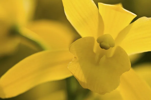 Bela flor amarela (orquídea) isolada sobre fundo branco — Fotografia de Stock
