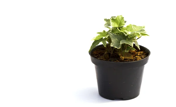 Una pequeña planta en una olla negra. Aislado sobre fondo blanco. Spac — Foto de Stock