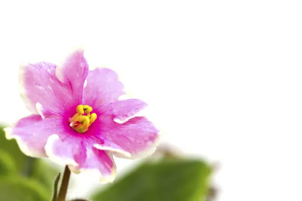 Bela flor rosa (Orquídea) isolada sobre fundo branco — Fotografia de Stock