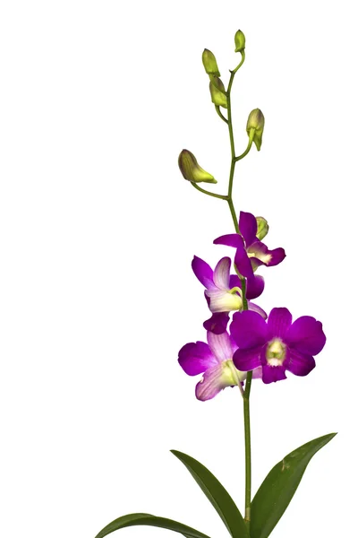 Bela flor roxa (Orquídea) isolada no fundo branco — Fotografia de Stock