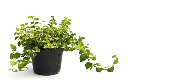 Una pequeña planta en una olla negra. Aislado sobre fondo blanco. Espacio — Foto de Stock