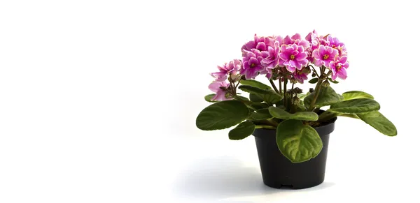 Pink Beautiful Orchid in a pot on a white background — Stock Photo, Image