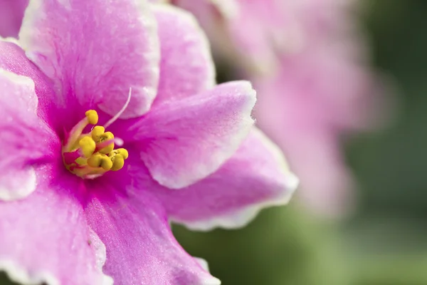 Bela flor rosa (Orquídea ) — Fotografia de Stock