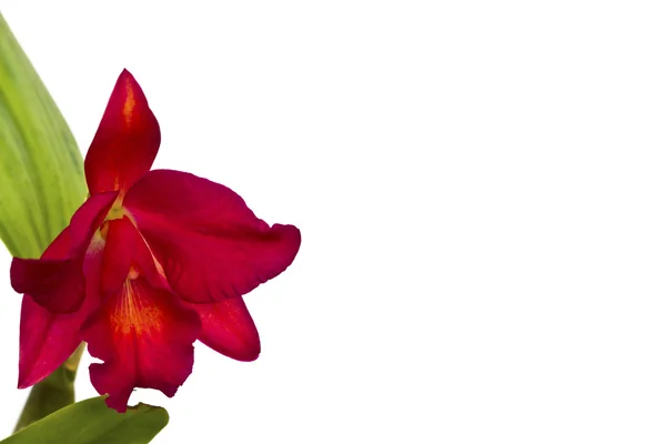 Beautiful red flower (Orchid) isolated on white background — Stock Photo, Image