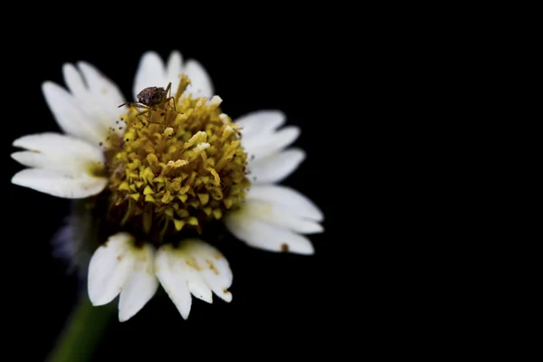 Hermosa flor de linterna — Foto de Stock