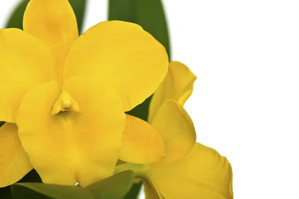 Красива жовта квітка (орхідея) ізольована на білому тлі — стокове фото