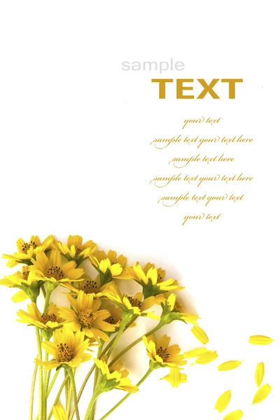 Красиві жовті квіти ізольовані на білому тлі — стокове фото