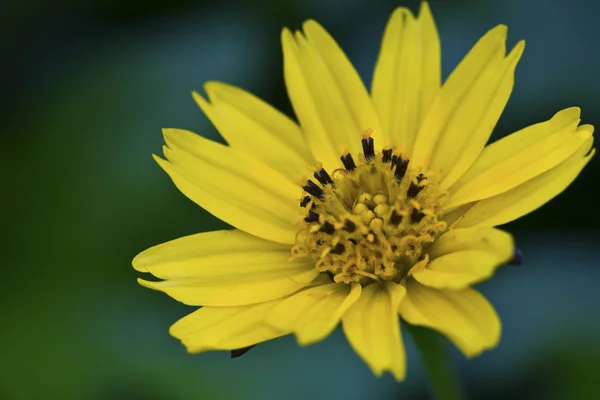 Uma bela flor amarela — Fotografia de Stock