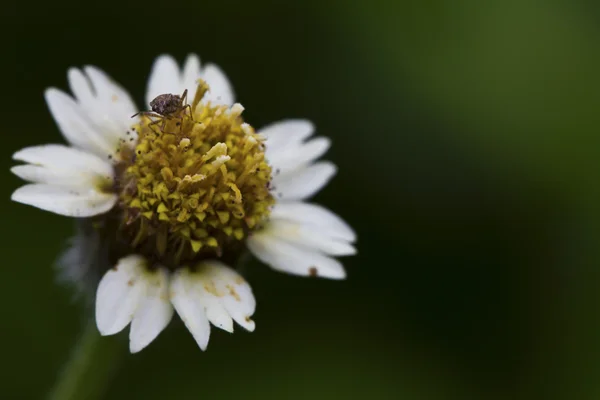 Belle Lanterne fleur — Photo