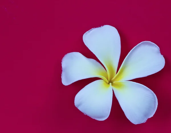 Frangipani flower isolated on red background — Stock Photo, Image