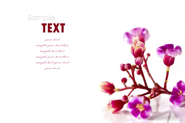 Mooie paarse bloemen geïsoleerd op witte achtergrond — Stockfoto