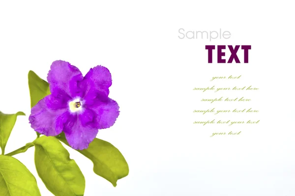 Красивый фиолетовый цветок с листьями на белом фоне — стоковое фото