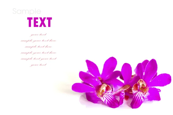 Фиолетово-розовый цветок (орхидея), изолированный на белом бэкгру — стоковое фото