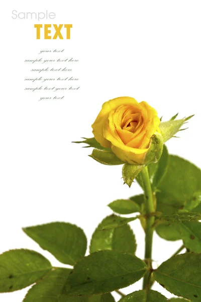 Belle fleur jaune (Rose) isolée sur fond blanc — Photo