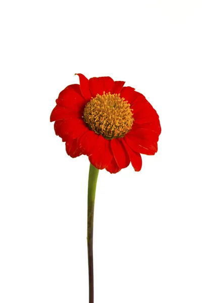 Beautiful red ZINNIA flowers — Stock Photo, Image