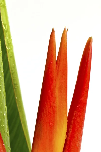 Lindas flores de laranja (Pássaro do paraíso) isolado em ba branco — Fotografia de Stock