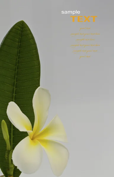 Vackra vita blommor med blad (Leelawadee) isolerad på vit — Stockfoto