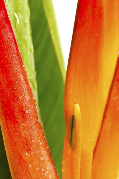 Bellissimi fiori d'arancio (uccello del paradiso) isolati su ba bianca — Foto Stock