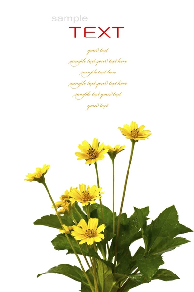 Beyaz arka plan üzerinde izole güzel sarı çiçekler — Stok fotoğraf