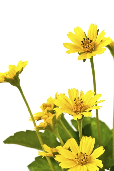 Mooie gele bloemen geïsoleerd op witte achtergrond — Stockfoto