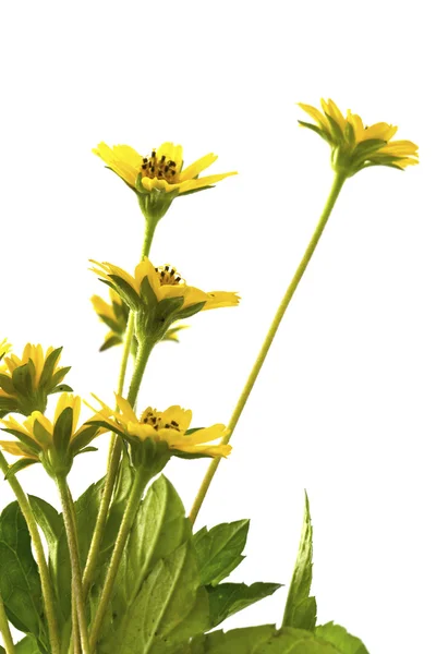 白い背景で隔離の美しい黄色い花 — ストック写真