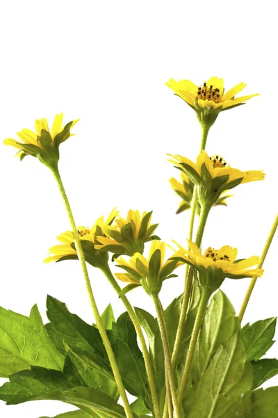 Hermosas flores amarillas aisladas sobre fondo blanco — Foto de Stock