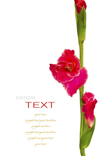 Beautiful Red Gladiolus on white background — Stock Photo, Image