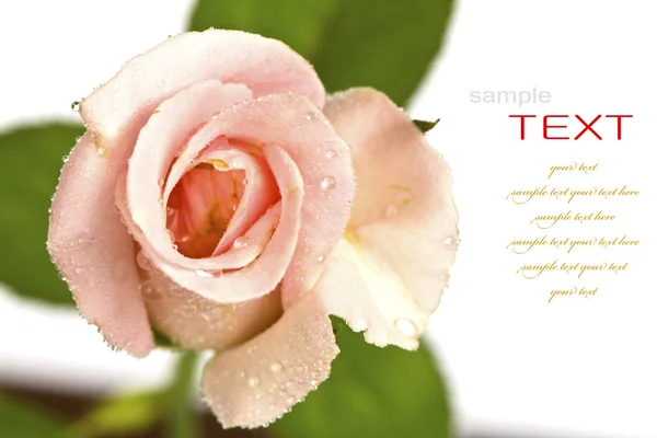 Όμορφο ροζ λουλούδι (τριαντάφυλλο) που απομονώνονται σε λευκό φόντο — Φωτογραφία Αρχείου